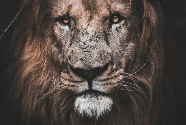 photo of brown lion