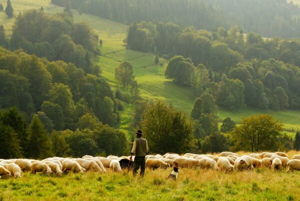 man standing in front of group of lamb