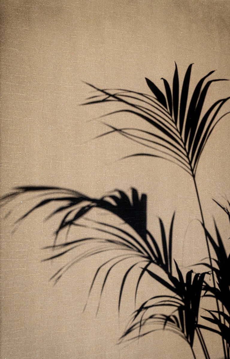 Shadows of palm leaves on a textured wall